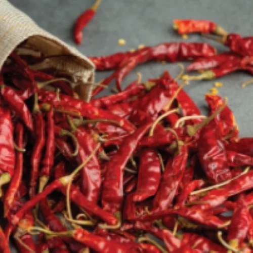 Guntur Chilli