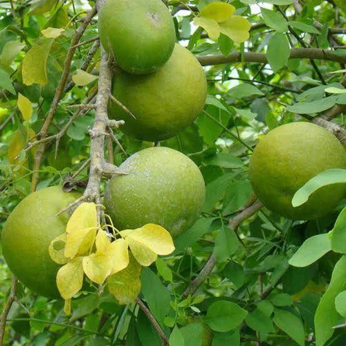 Bael Fruit - Color: Yes