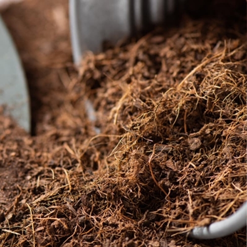 Coconut Raw Material