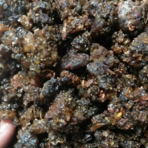 Commiphora Mukul Guggal 