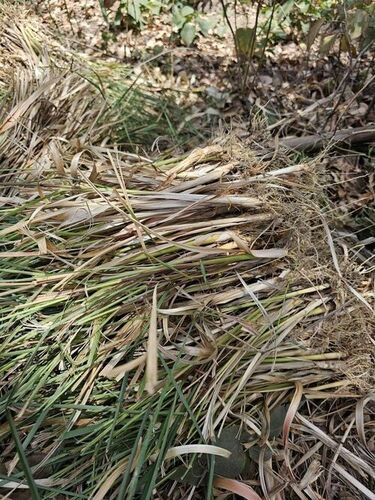Lemon Grass - Shelf Life: 3 Months