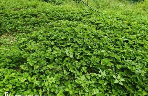 Strawberry Plants