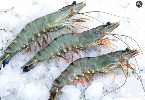 Black Tiger Prawns