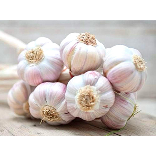 Fresh Garlic