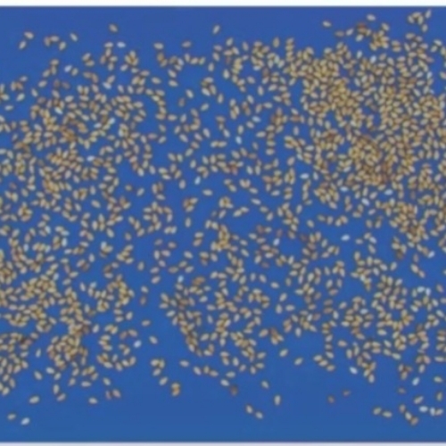 Vibe Whole Seed Analyser