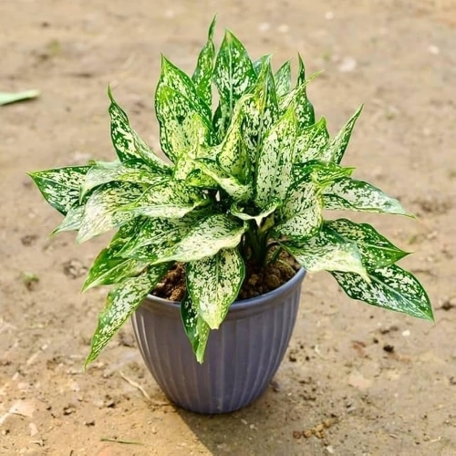 Aglaonema Plant