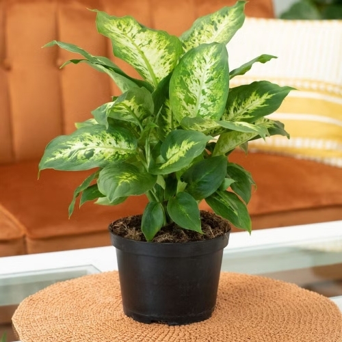 Dieffenbachia Plant