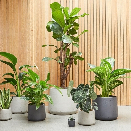 Plants 5