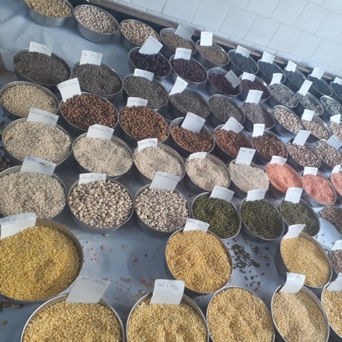 Rice