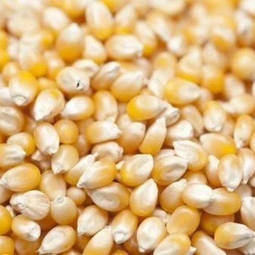 Yellow Maize