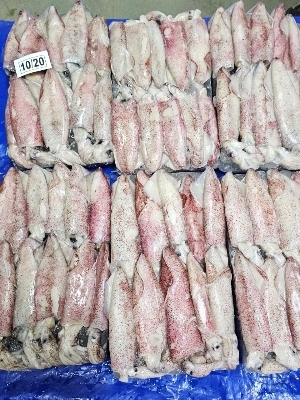Squid Fish - Color: ..