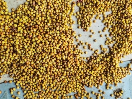 Yellow Sorghum