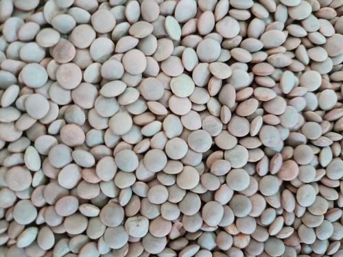 Whole Masoor Dal