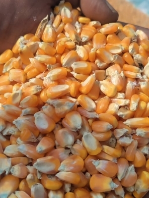 Yellow Corn Maize
