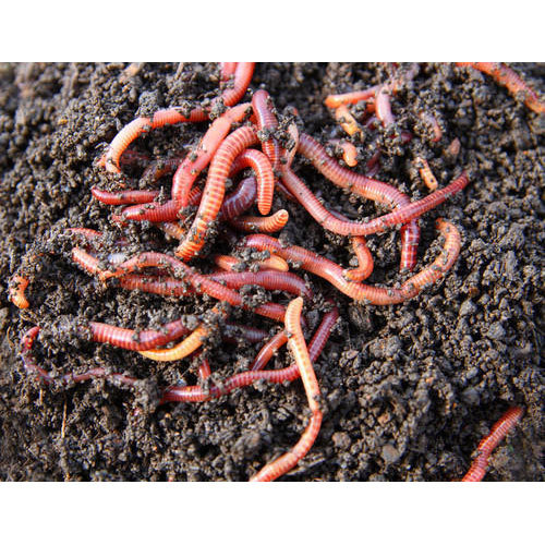 Organic Vermiculture - Application: Agriculture