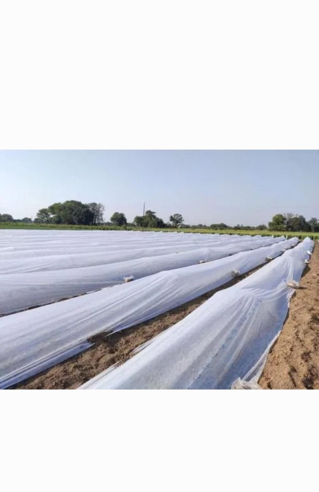 25 Gsm Non-Woven Low Tunnel Vegetable Crop Cover