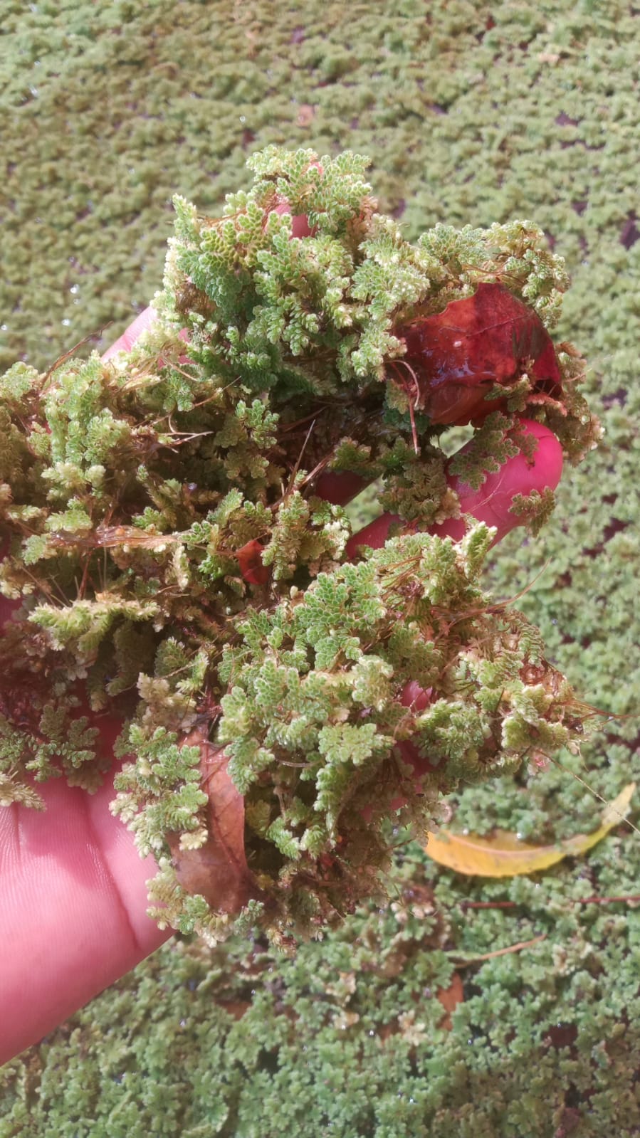 Azolla Mother Culture Azola Pinnata Seeds