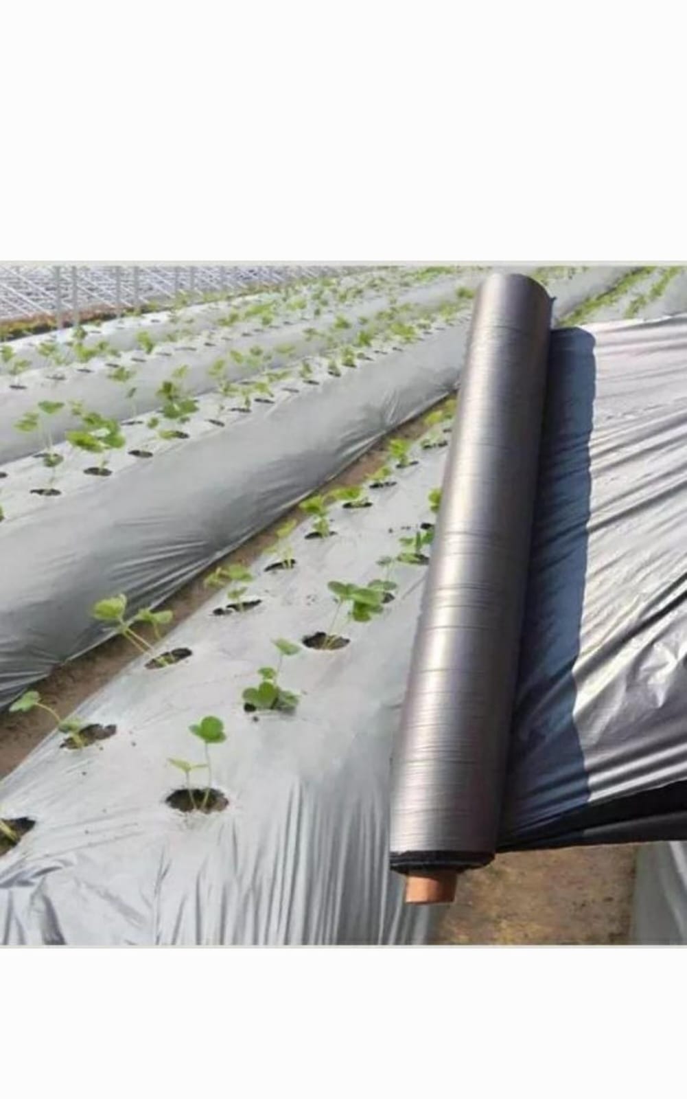 Mulching Sheet