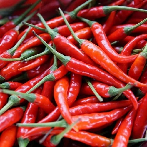 Teja Red Long Chillies