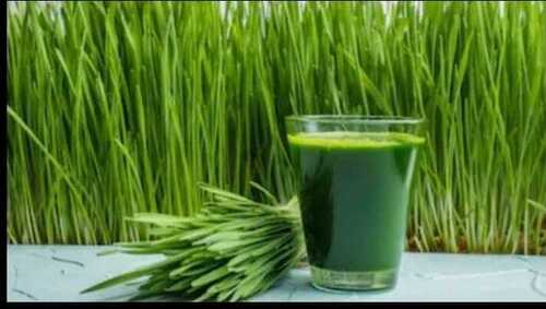 Wheat Grass