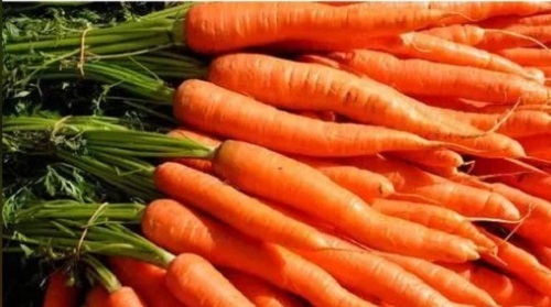 Fresh Carrot