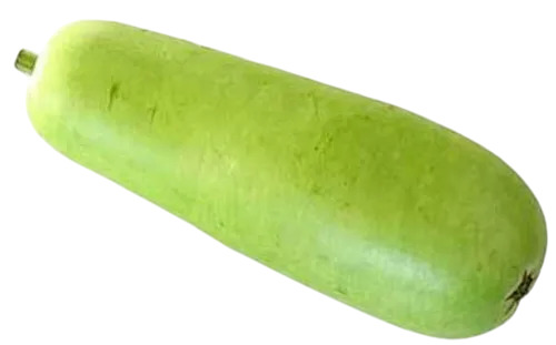 Fresh Bottle Gourd