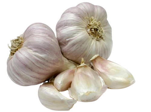 Fresh Garlic