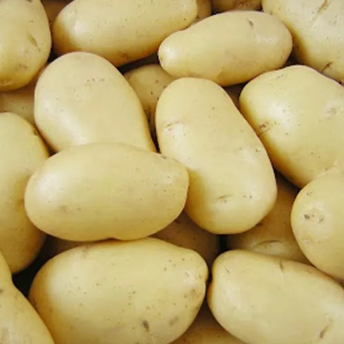 Fresh Potato