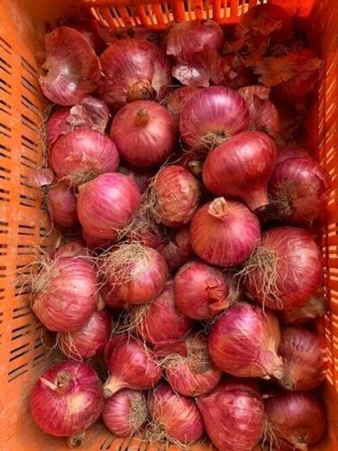 Kissan Red Onion