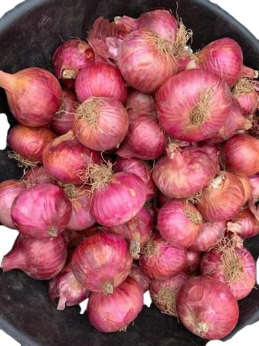 Red Onion