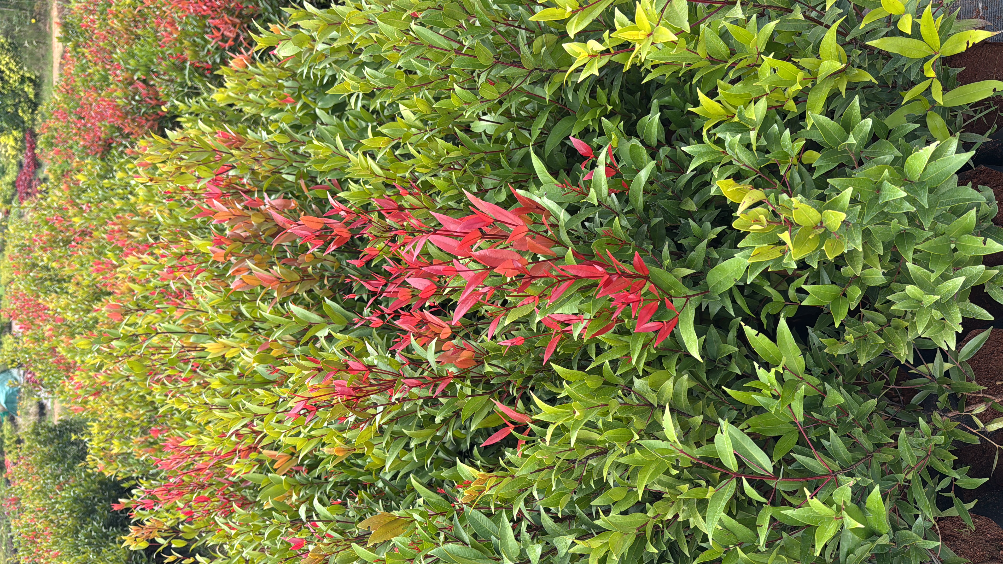 Eugenia Plants