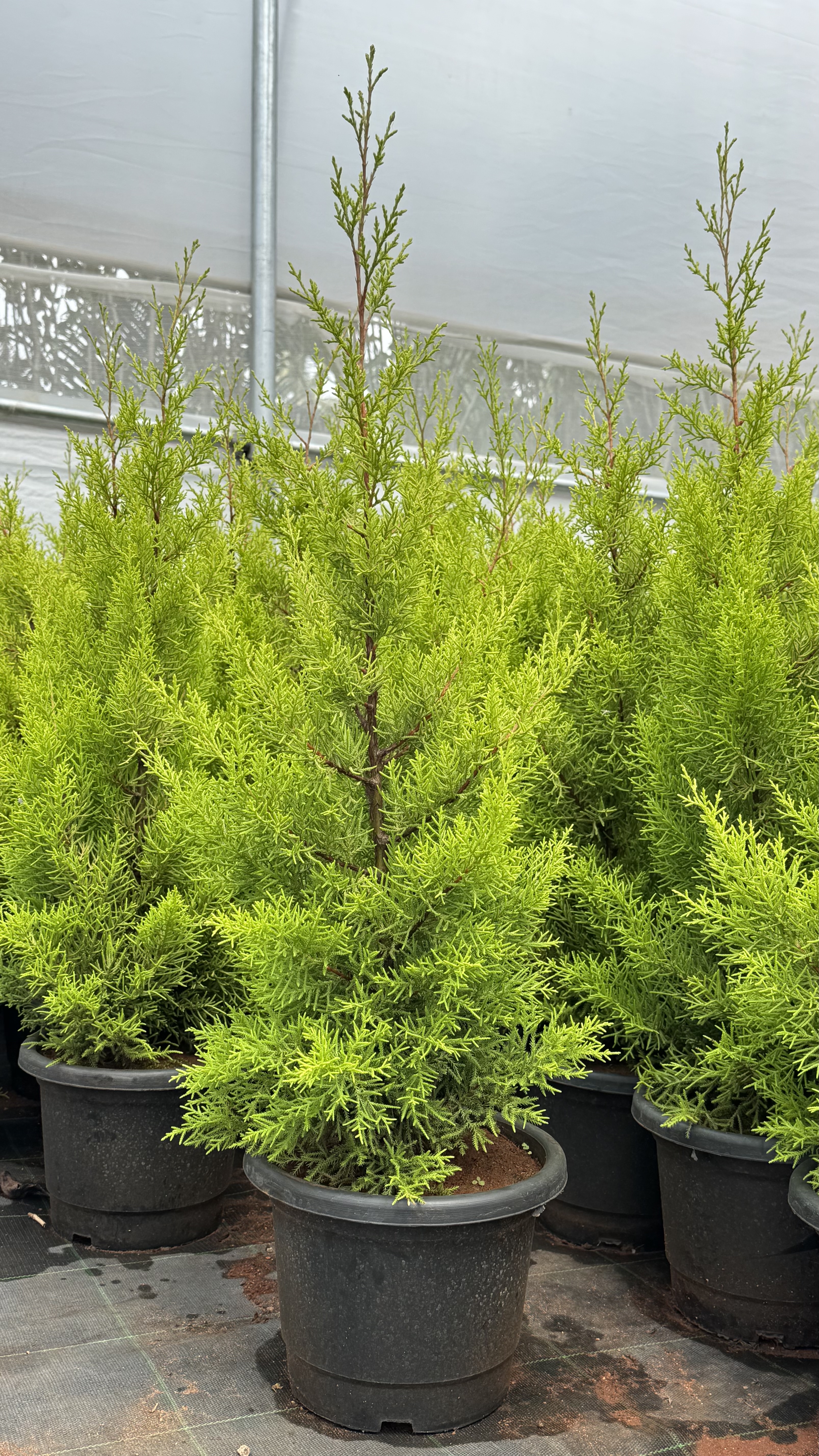 Golden Syprus Garden Plant