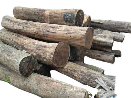 Bija Sal Wood