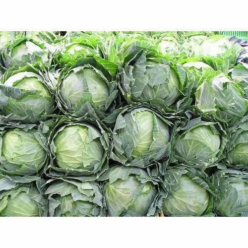 Fresh Cabbage