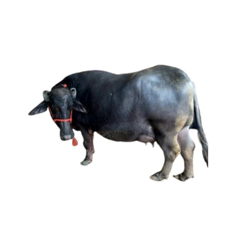 Black Murrah Breed Buffalo