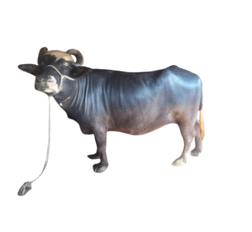 Haryana Murrah Buffalo