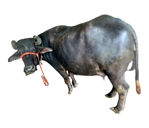 Karnal Murrah Buffalo