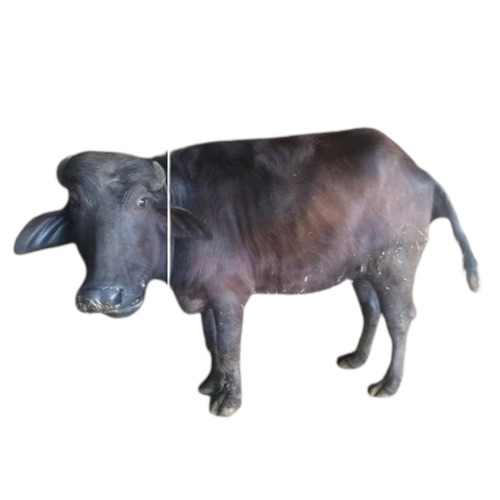 Murrah Buffalo Female Calf