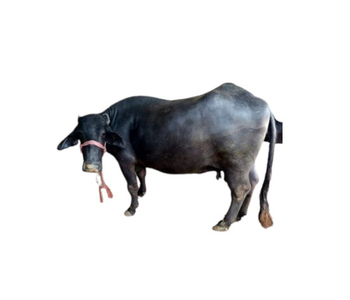 Original Murrah Buffalo