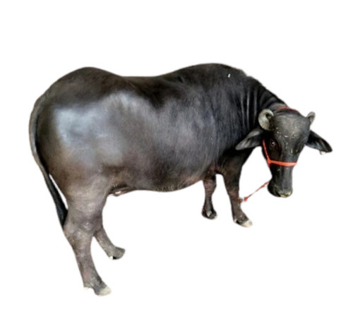 Pure Black Murrah Buffalo