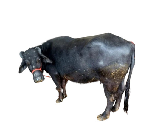 Top Murrah Buffalo