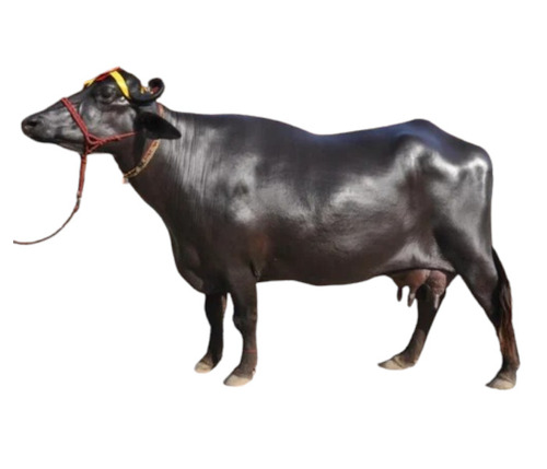 Top Quality Black Murrah Buffalo