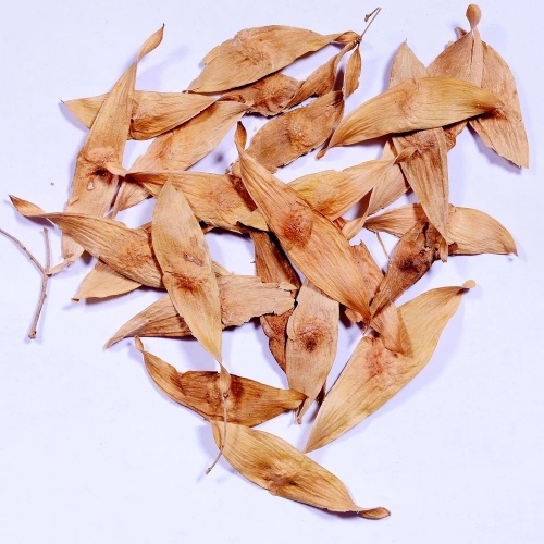 Ardu Seeds