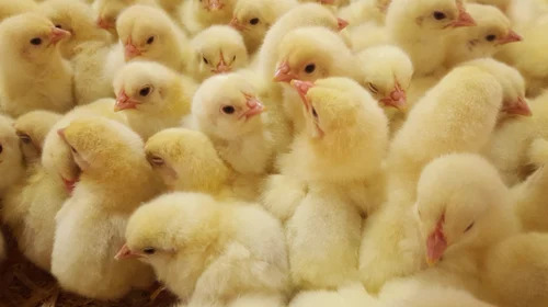 Broiler Chicks - Feature: Caffeinated