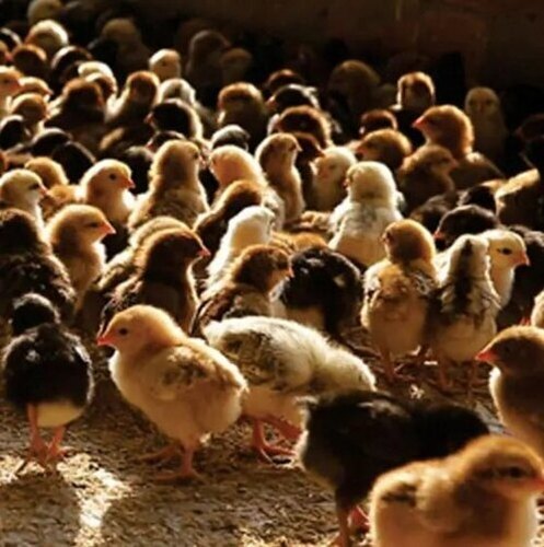 Country Chicken Chicks