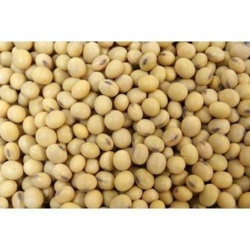 Soya Seed