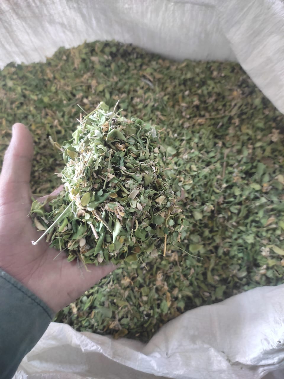 Moringa Leaves - Product Type: Herbal Product