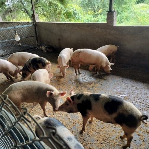 Farm Healthy Pig