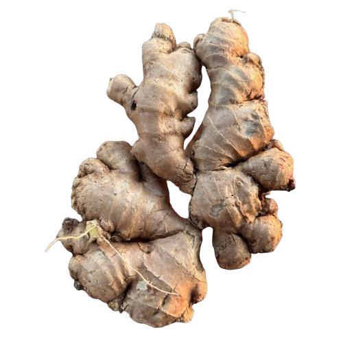 Fresh Ginger - Cultivation Type: Common