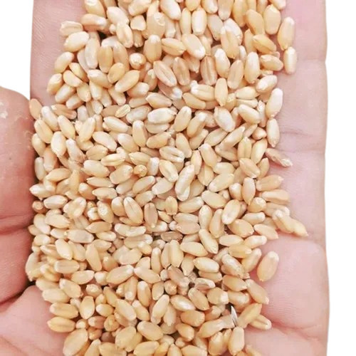 Organic Wheat